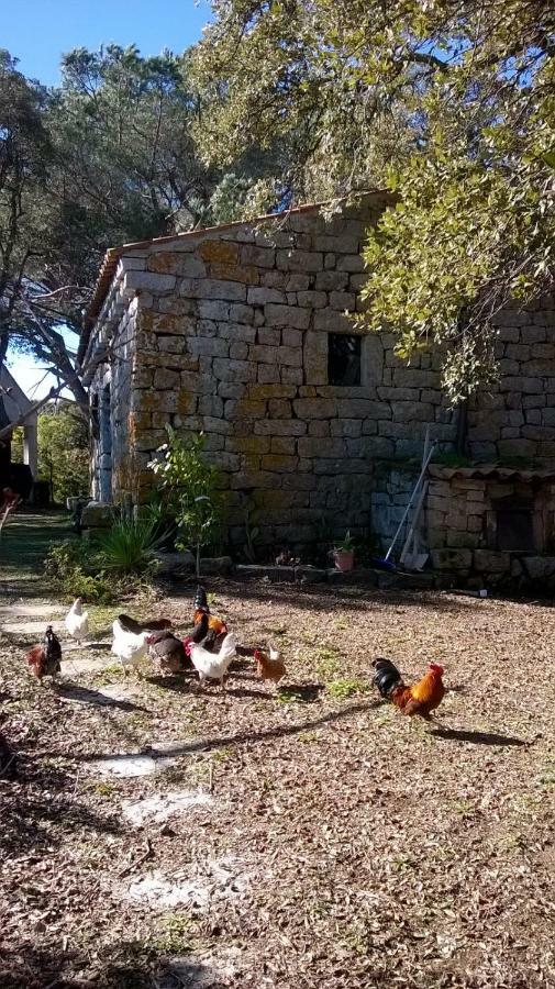 Agriturismo La Vigna Tempio Pausania Exterior foto